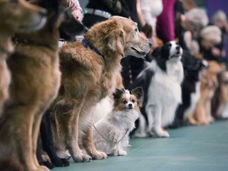 Более 100 пород собак будет представлено на выставке в Сочи