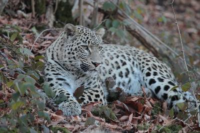  Четырех сочинских леопардов выпустят в дикую природу 