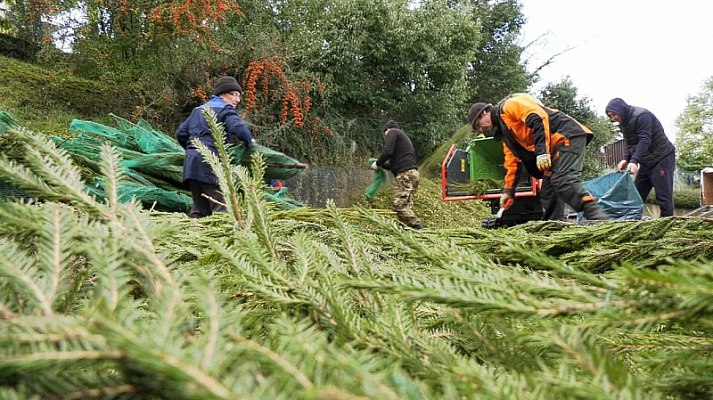 В Сочи стартует муниципальный проект «Сдай елку на доброе дело»