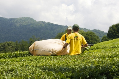 В Сочи оценили эффективность работ восстановления чайных плантаций 