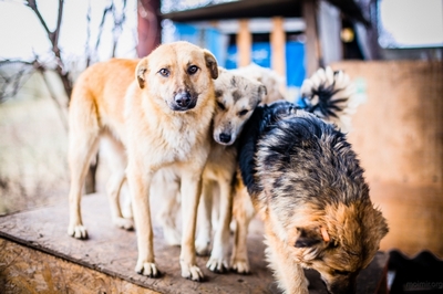 Бесплатная стерилизация бездомных животных в Сочи: как это работает