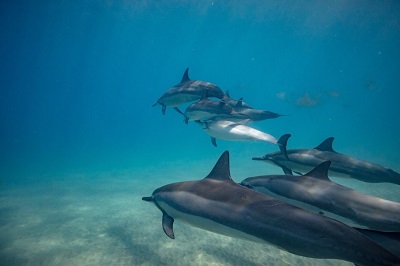 В Краснодарском крае заработала горячая линия Центра спасения дельфинов 