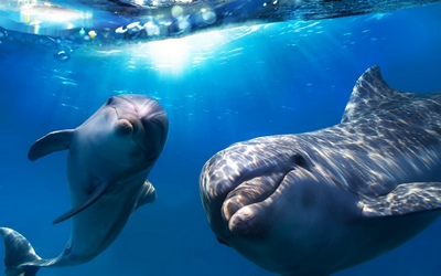 В Сочи стартовали бесплатные курсы по оказанию помощи диким дельфинам