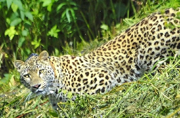 В вольерах сочинских переднеазиатских леопардов установили камеры