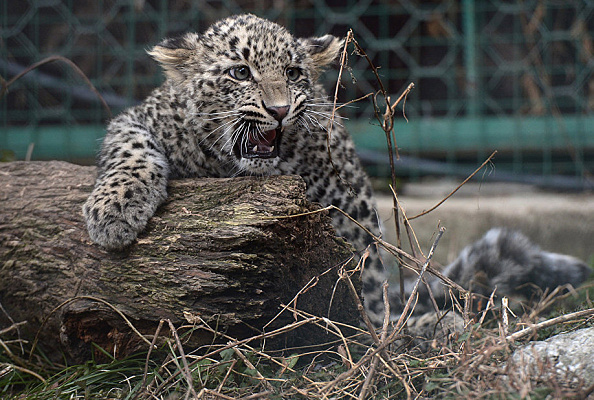 Очередную группу леопардов выпустят в дикую природу Сочи через два года