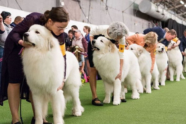 В Сочи пройдёт интернациональная выставка собак Sochi Dog Show 2018